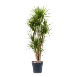 Dracaena Marginata Red Edged - Branched -Outlet The Ever Sprout Store Dracaena marginata Red Edged Branched 34x190cm