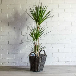 Nanna Wikr Plant Basket - Dark Brown -Outlet The Ever Sprout Store Dracaena marginata Red Edged Multi Stem Nanna Wikr Plant Basket Dark Brown 3aa8f02a 5ef6 4801 a711 d18e03b50c39