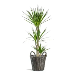 Nanna Wikr Plant Basket - Dark Brown -Outlet The Ever Sprout Store Dracaena marginata Red Edged Multi Stem Nanna Wikr Plant Basket dark brown 7c3fb506 98b9 4223 bd66 6ace92311093