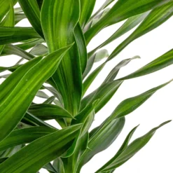 Dracaena Reflexa Song Of Jamaica -Outlet The Ever Sprout Store Dracaena reflexa Song of Jamaica SWATCH 2
