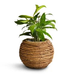 Dracaena Surculosa 11 Dracaena Surculosa -Outlet The Ever Sprout Store Dracaena surculosa 12x40cm Lida Plant Basket Natural 21x17cm