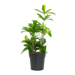 Dracaena Surculosa 9 Dracaena Surculosa -Outlet The Ever Sprout Store Dracaena surculosa 19cm