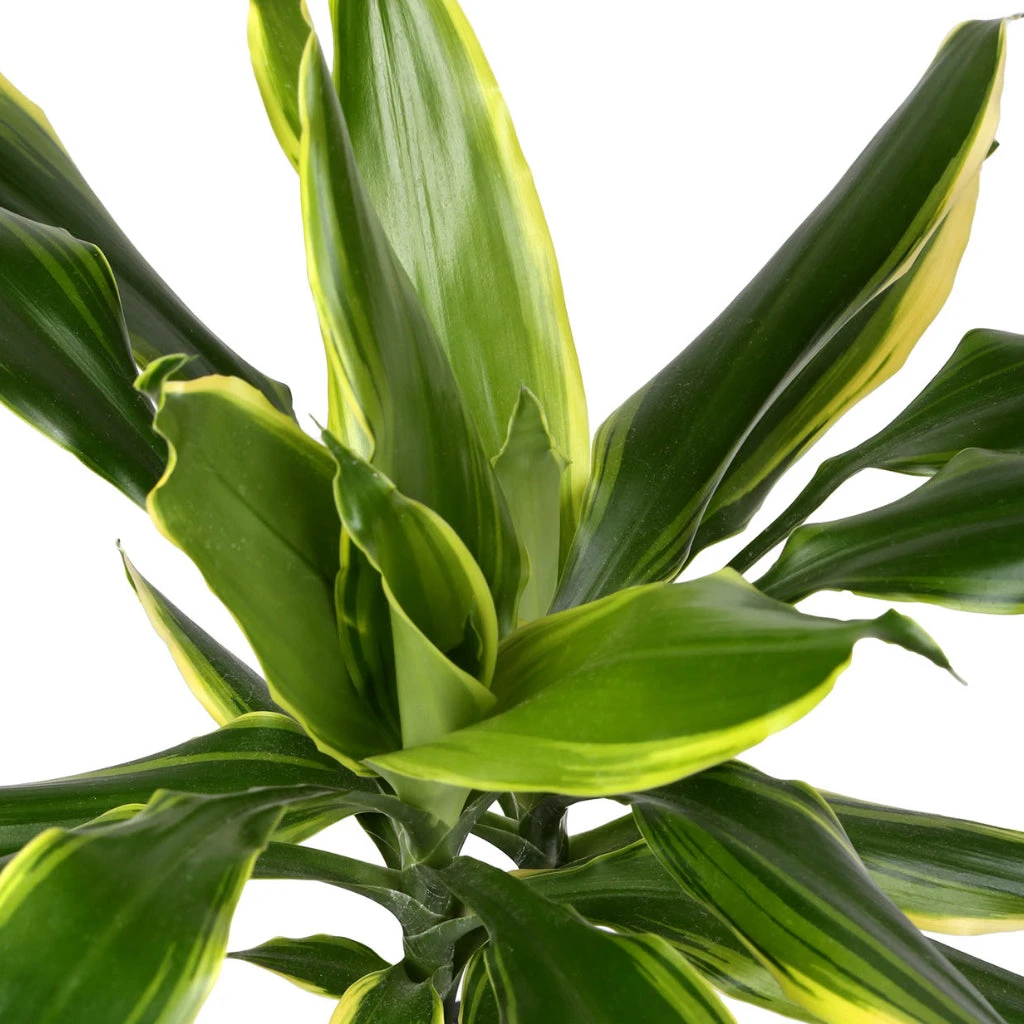 Dracaena Fragrans Golden Coast - Branched 2 Dracaena Fragrans Golden Coast - Branched - Image 2