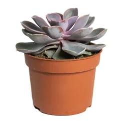 Echeveria Perle Von Nurnberg -Outlet The Ever Sprout Store Echeveria Perle Von Nurnberg 10.5cm