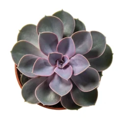 Echeveria Perle Von Nurnberg -Outlet The Ever Sprout Store Echeveria Perle Von Nurnberg 10.5cm Above