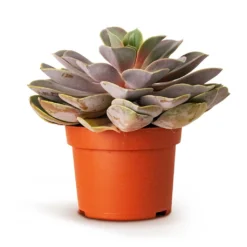 Echeveria Perle Von Nurnberg -Outlet The Ever Sprout Store Echeveria Perle Von Nurnberg 10.5x14cm