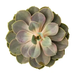 Echeveria Perle Von Nurnberg -Outlet The Ever Sprout Store Echeveria Perle Von Nurnberg 10.5x14cm BirdsEye