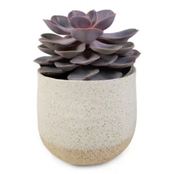 Echeveria Perle Von Nurnberg -Outlet The Ever Sprout Store Echeveria Perle Von Nurnberg 10.5x14cm Iris Plant Pot Sand 14x12cm