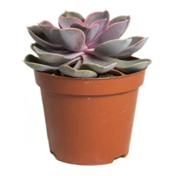 Echeveria Perle Von Nurnberg -Outlet The Ever Sprout Store Echeveria Perle Von Nurnberg 8.5cm