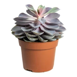 Echeveria Purple Pearl -Outlet The Ever Sprout Store Echeveria Purple Pearl 12cm