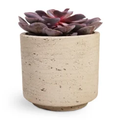 Echeveria Purple Pearl -Outlet The Ever Sprout Store Echeveria Purple Pearl 12x15cm 12x25cm Novi Plant Pot Grey Washed 15x13.5cm a32d3654 6b7e 4729 ae4b e242aedc57ee