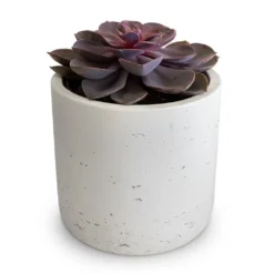 Echeveria Purple Pearl -Outlet The Ever Sprout Store Echeveria Purple Pearl 12x15cm Charlie Plant Pot White Washed 15x15cm 2
