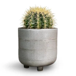 Echinocactus Grusonii - Golden Barrel Cactus 15 Echinocactus Grusonii - Golden Barrel Cactus -Outlet The Ever Sprout Store Echinocactus grusonii Golden Barrel Cactus 13x15cm Denise Plant Pot Fossil 17x17cm 3b16eb44 1660 43ba 97a1 46e65cb5e5c3