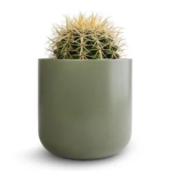 Echinocactus Grusonii - Golden Barrel Cactus 21 Echinocactus Grusonii - Golden Barrel Cactus -Outlet The Ever Sprout Store Echinocactus grusonii Golden Barrel Cactus 13x15cm Lisbon Plant Pot Sage 15x15cm ea350222 ff7a 477f ba02 50beb1a333db