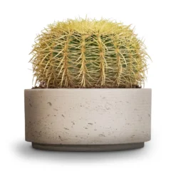 Echinocactus Grusonii - Golden Barrel Cactus 16 Echinocactus Grusonii - Golden Barrel Cactus -Outlet The Ever Sprout Store Echinocactus grusonii Golden Barrel Cactus 25x30cm Eli Plant Bowl Grey Washed 29x13.5cm 5ad0d9b5 7ae1 4004 b094 3f5a2b3fd661