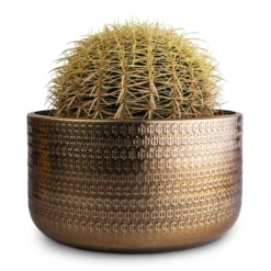 Echinocactus Grusonii - Golden Barrel Cactus 18 Echinocactus Grusonii - Golden Barrel Cactus -Outlet The Ever Sprout Store Echinocactus grusonii Golden Barrel Cactus 25x30cm Solis Embossed Plant Bowl Gold 30x15cm