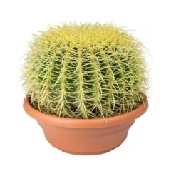 Echinocactus Grusonii - Golden Barrel Cactus 17 Echinocactus Grusonii - Golden Barrel Cactus -Outlet The Ever Sprout Store Echinocactus grusonii Golden Barrel Cactus 28cm
