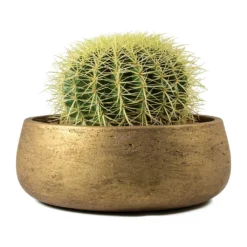 Echinocactus Grusonii - Golden Barrel Cactus 13 Echinocactus Grusonii - Golden Barrel Cactus -Outlet The Ever Sprout Store Echinocactus grusonii Golden Barrel Cactus Eileen Plant Bowl Metallic Copper