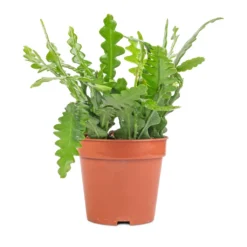 Epiphyllum Anguliger - Fishbone Cactus 24 Epiphyllum Anguliger - Fishbone Cactus -Outlet The Ever Sprout Store Epiphyllum anguliger Fishbone Cactus 12x20 1