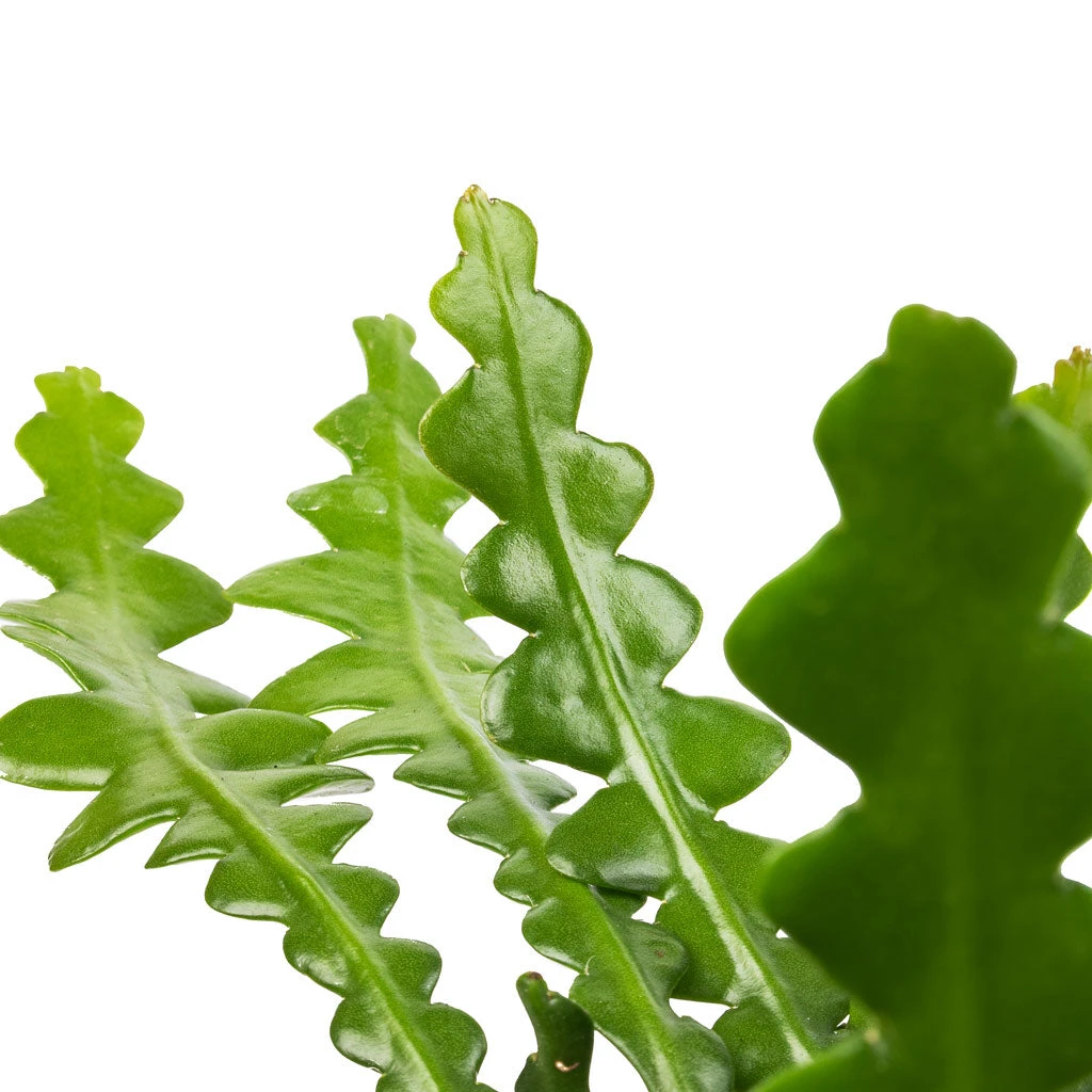 Epiphyllum Anguliger - Fishbone Cactus 2 Epiphyllum Anguliger - Fishbone Cactus - Image 2