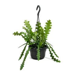 Epiphyllum Anguliger - Fishbone Cactus 19 Epiphyllum Anguliger - Fishbone Cactus -Outlet The Ever Sprout Store Epiphyllum anguliger Fishbone Cactus Small