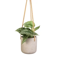Epipremnum Trebie - Satin Pothos Trebie -Outlet The Ever Sprout Store Epipremnum Trebie Satin Pothos Trebie 12x15cm Charlie Hanging Plant Pot Grey Washed 15x15cm 8c54b9b2 90db 443a 83dd 0b87564f7253