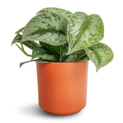 Epipremnum Trebie - Satin Pothos Trebie -Outlet The Ever Sprout Store Epipremnum Trebie Satin Pothos Trebie 12x15cm Prague Plant Pot Cayenne 13x13cm 097e1d3f fcc8 4363 9e6a d4ce0279c211