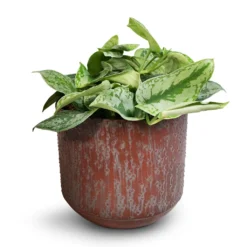 Epipremnum Trebie - Satin Pothos Trebie -Outlet The Ever Sprout Store Epipremnum Trebie Satin Pothos Trebie 20x45cm Lian Metal Plant Pots Set4 Copper Black
