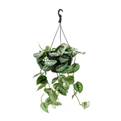 Epipremnum Trebie - Satin Pothos Trebie -Outlet The Ever Sprout Store Epipremnum Trebie Satin Pothos Trebie Hanging