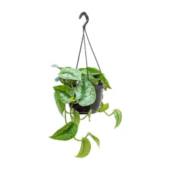 Epipremnum Trebie - Satin Pothos Trebie -Outlet The Ever Sprout Store Epipremnum Trebie Satin Pothos Trebie Hanging Small