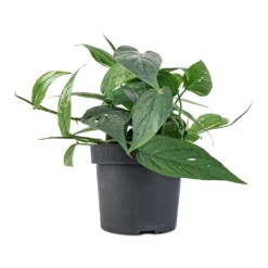 Epipremnum Pinnatum - Cebu Blue Pothos 9 Epipremnum Pinnatum - Cebu Blue Pothos -Outlet The Ever Sprout Store Epipremnum aureum Cebu Blue Pothos 12x20cm