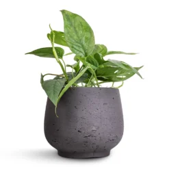 Epipremnum Pinnatum - Cebu Blue Pothos 10 Epipremnum Pinnatum - Cebu Blue Pothos -Outlet The Ever Sprout Store Epipremnum aureum Cebu Blue Pothos 12x20cm Mini Pixie Plant Pot Black Washed 18x15cm