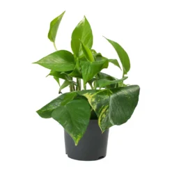 Epipremnum Aureum - Golden Pothos -Outlet The Ever Sprout Store Epipremnum aureum Golden Pothos 12cm 2a55aa35 be0e 4a99 ae74 1af73ceac833