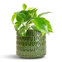 Epipremnum Aureum - Golden Pothos -Outlet The Ever Sprout Store Epipremnum aureum Golden Pothos 12x25cm Flor Plant Pot Green 17x15cm