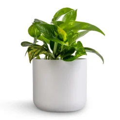 Epipremnum Aureum - Golden Pothos -Outlet The Ever Sprout Store Epipremnum aureum Golden Pothos 12x25cm Lisbon Plant Pot White 6bebc7c3 1cc8 4e4a bf30 0863a2d73277