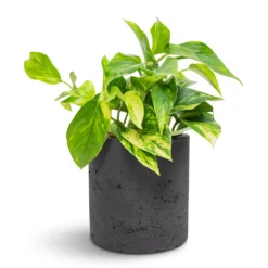 Epipremnum Aureum - Golden Pothos -Outlet The Ever Sprout Store Epipremnum aureum Golden Pothos 12x25cm Puk Plant Pot Black Washed 15x15cm 6fa27530 3a0b 4924 8dd7 32bf7bdec574