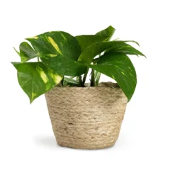 Epipremnum Aureum - Golden Pothos -Outlet The Ever Sprout Store Epipremnum aureum Golden Pothos 12x25cm Selin Plant Basket Jute 15x12cm