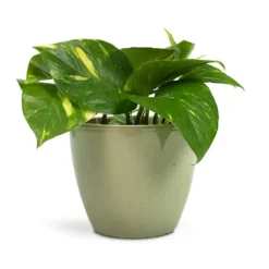 Epipremnum Aureum - Golden Pothos -Outlet The Ever Sprout Store Epipremnum aureum Golden Pothos 12x25cm Sven Plant Pot Mint 15x12cm