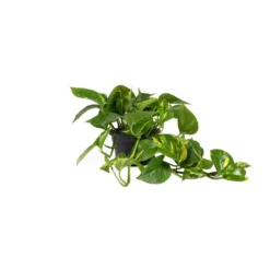 Epipremnum Aureum - Golden Pothos -Outlet The Ever Sprout Store Epipremnum aureum Golden Pothos 15x30cm