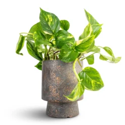Epipremnum Aureum - Golden Pothos -Outlet The Ever Sprout Store Epipremnum aureum Golden Pothos 15x60cm Aily Plant Pot Earth Cement 19x23cm 2