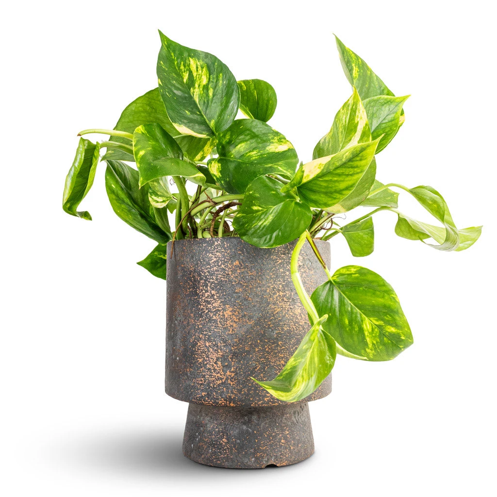 Aily Plant Pot - Earth Cement 2 Aily Plant Pot - Earth Cement - Image 2