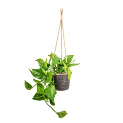 Epipremnum Aureum - Golden Pothos -Outlet The Ever Sprout Store Epipremnum aureum Golden Pothos 15x60cm Igmar Hanging Plant Basket Grey 17x14cm 052e2b39 ddc2 4249 97ed f51a75a12a45