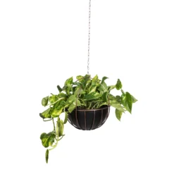 Epipremnum Aureum - Golden Pothos -Outlet The Ever Sprout Store Epipremnum aureum Golden Pothos 20x40cm 10 Kensington Hanging Plant Pot Copper 30x34cm 2 90a8eb34 a604 4adf 876d 722de578e180