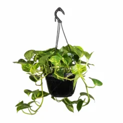 Epipremnum Aureum - Golden Pothos -Outlet The Ever Sprout Store Epipremnum aureum Golden Pothos 20x40cm