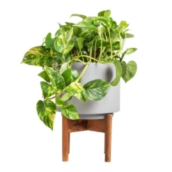 Epipremnum Aureum - Golden Pothos -Outlet The Ever Sprout Store Epipremnum aureum Golden Pothos 20x40cm Vigo Plant Pot with Wooden Stand Concrete Grey 24x33cm 2e74e52b 4d28 4083 b4cf d8db4aefb481