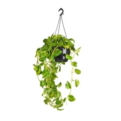 Epipremnum Aureum - Golden Pothos -Outlet The Ever Sprout Store Epipremnum aureum Golden Pothos 25x60cm 2