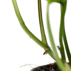 Epipremnum Aureum - Golden Pothos -Outlet The Ever Sprout Store Epipremnum aureum Golden Pothos Aerial Root