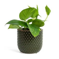 Epipremnum Aureum - Golden Pothos -Outlet The Ever Sprout Store Epipremnum aureum Golden Pothos Bolino Plant Pot Green c6410fef c168 40bd acd7 2b80ed5cdba0