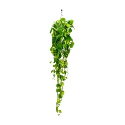 Epipremnum Aureum - Golden Pothos -Outlet The Ever Sprout Store Epipremnum aureum Golden Pothos Long Trails