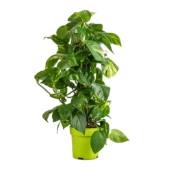 Epipremnum Aureum - Golden Pothos - Moss Pole 15 Epipremnum Aureum - Golden Pothos - Moss Pole -Outlet The Ever Sprout Store Epipremnum aureum Golden Pothos Moss Pole 17x60cm
